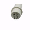 Picture of LAMP